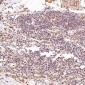 Anti-GATA3 Rabbit Monoclonal Antibody